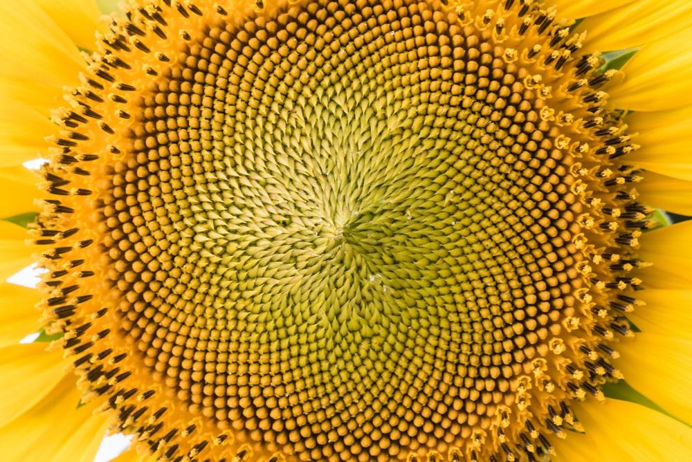 Hike Scenic Trails and Enjoy Sunflower Fields at Pope Farm Conservancy