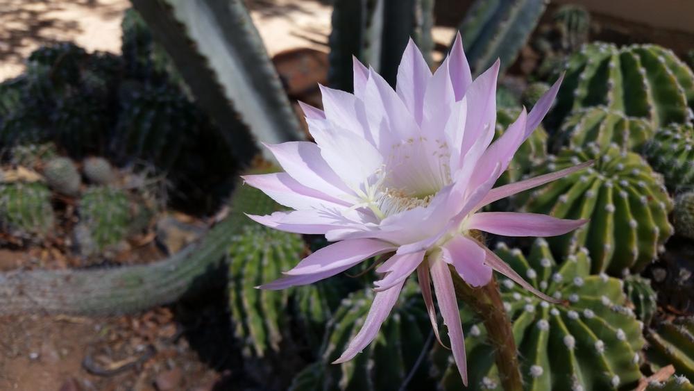 Hike desert trails and enjoy scenic views on a peaceful nature trip.