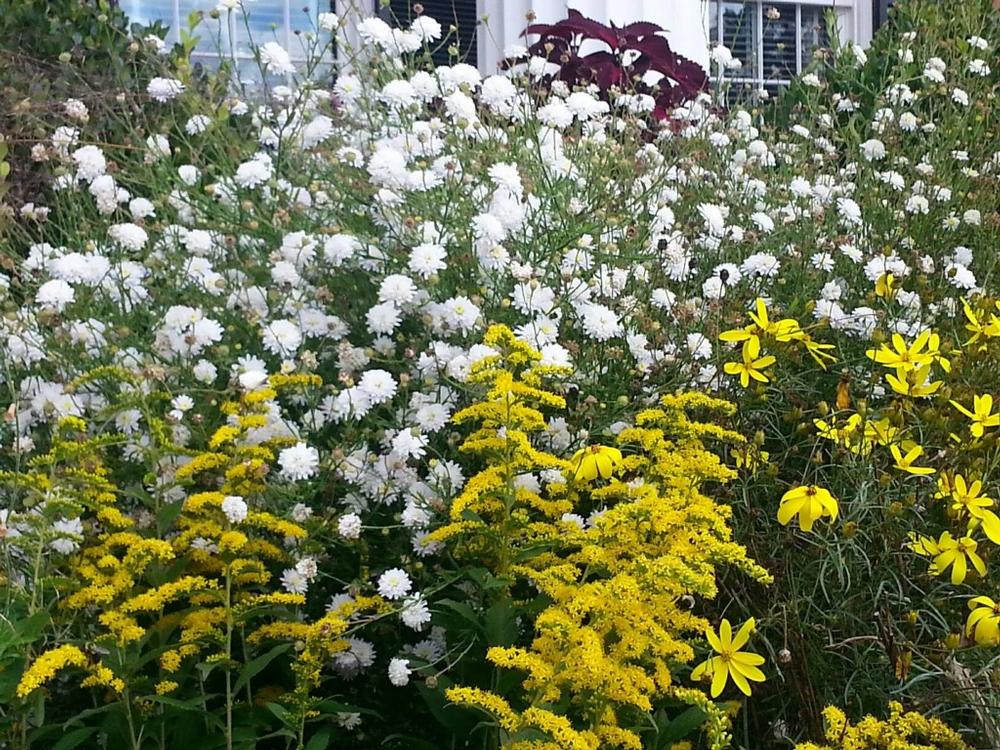 If You Love Garden Walks and Learning, Explore the UGA Research and Education Garden