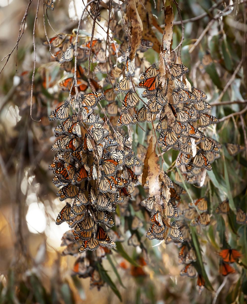 If You Love Nature Walks, Wander Through Goleta Butterfly Grove
