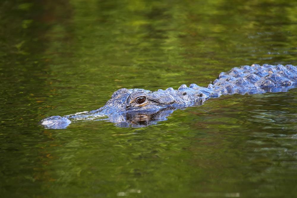 If You’re Fascinated by Rare Species, Then Explore Crocodile Lake National Wildlife Refuge