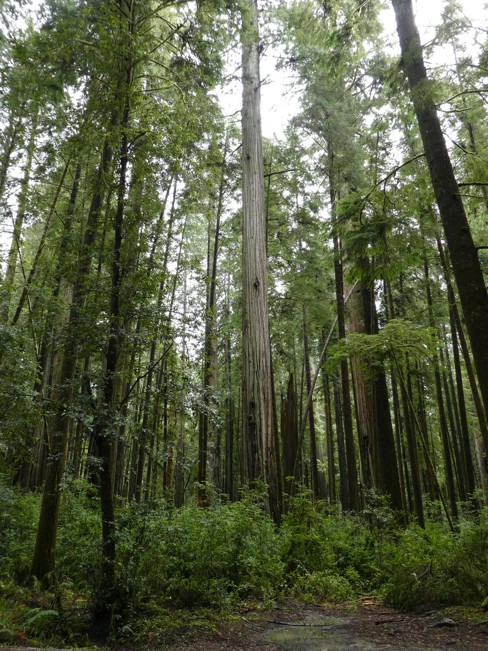 If You’re Seeking Majestic Beauty, Explore the Stout Grove