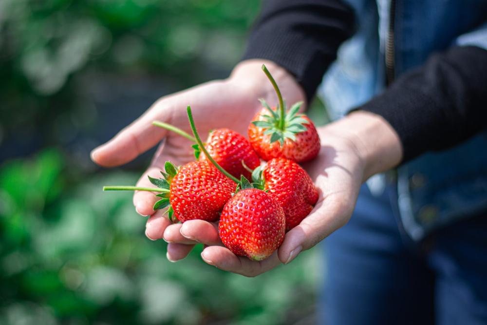 Knaus Berry Farm | Things to Do in Homestead, Florida: Must-See Spots & Hidden Gems