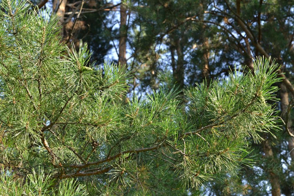 Learn Local Ecology and Spot Wildlife at the Idyllwild Nature Center