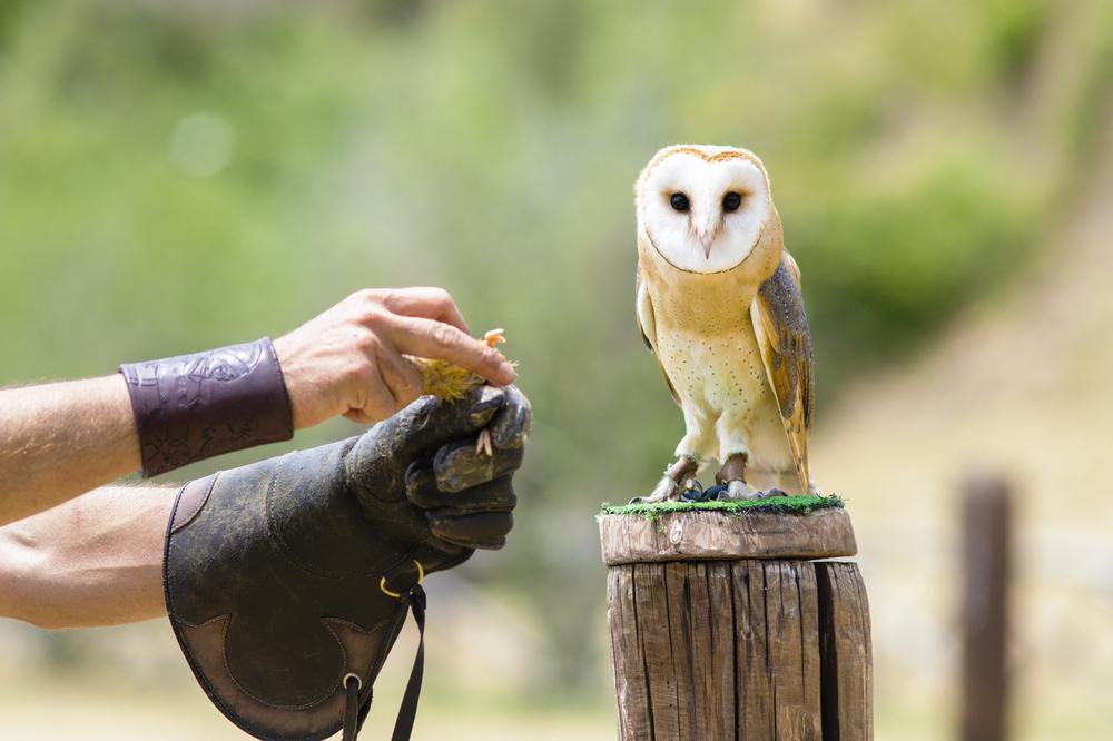 Meet Birds of Prey and Learn Conservation at the California Raptor Center