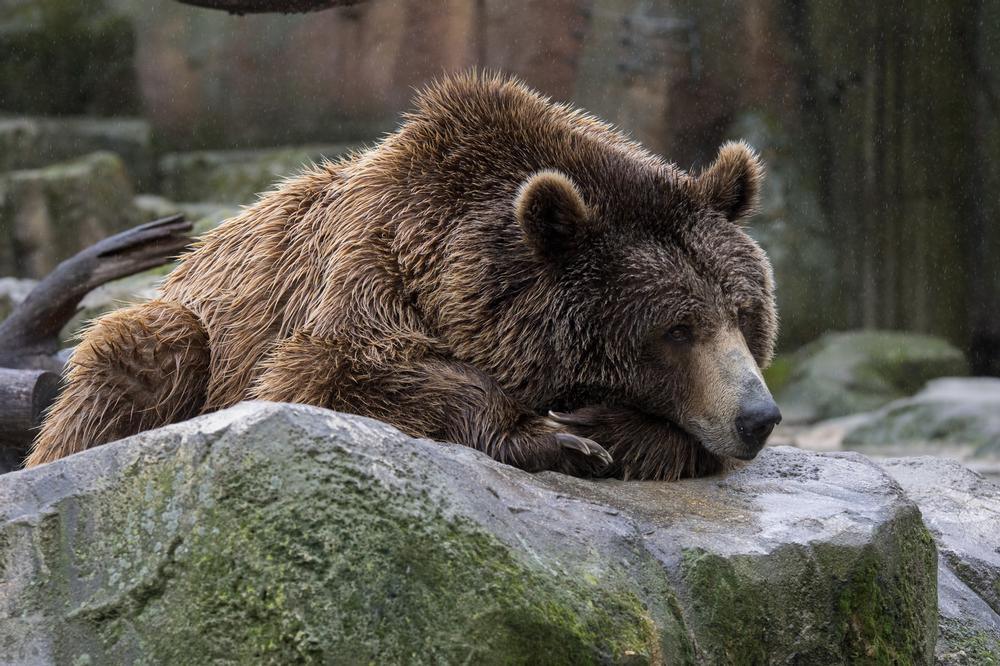 Meet Mountain Wildlife at Big Bear Alpine Zoo