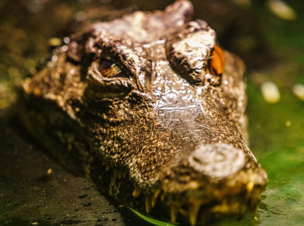 Meet Reptiles and Rescue Animals at the Alligator Attraction