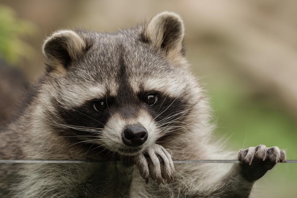 Meet Rescued Animals at the Folsom City Zoo Sanctuary