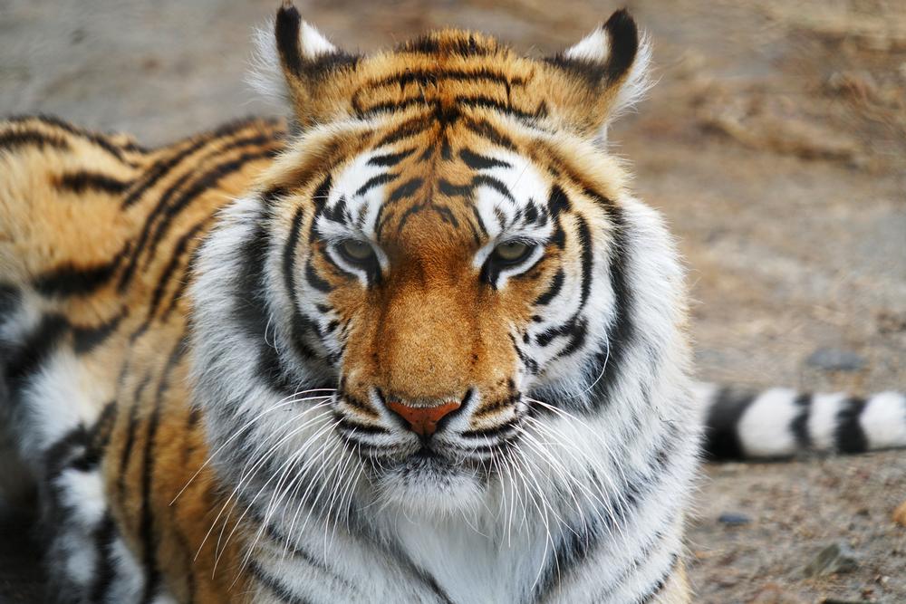Meet Wildlife From Around the World at Connecticut’s Beardsley Zoo