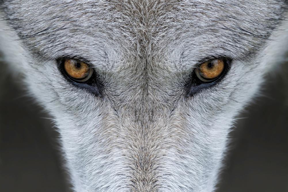 Observe wolves at California Wolf Center
