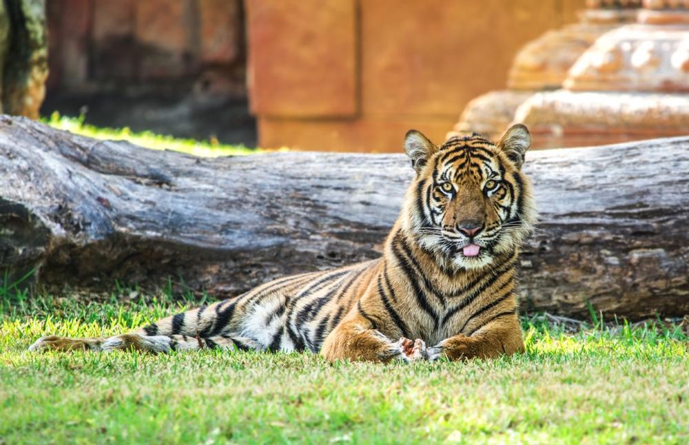 Meet Rescued Animals at Octagon Wildlife Sanctuary