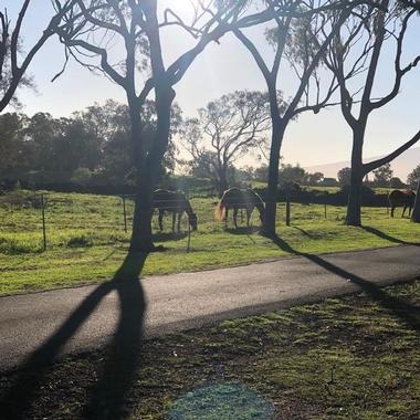 Parker Ranch, Waimea, Hawaii