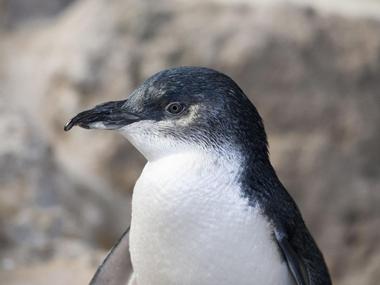 Penneshaw Penguin and Wildlife Night Walking Tours