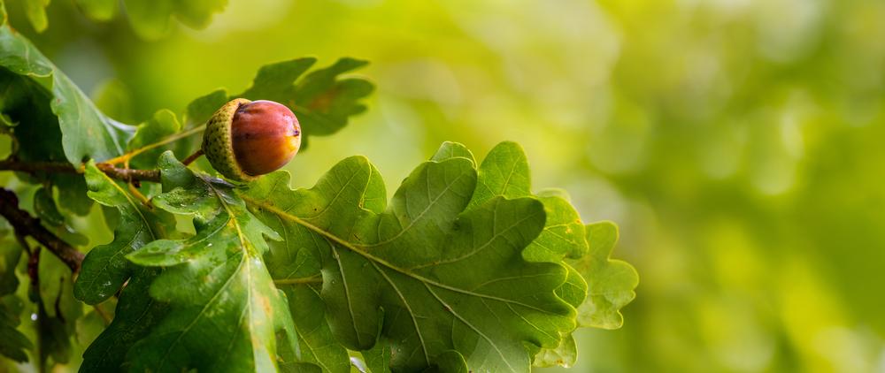 Play and Picnic Among the Trees at Live Oak County Park