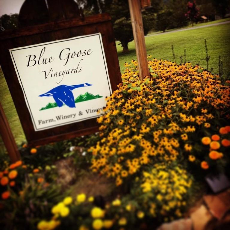 Sip and Relax at Blue Goose Farm and Vineyards
