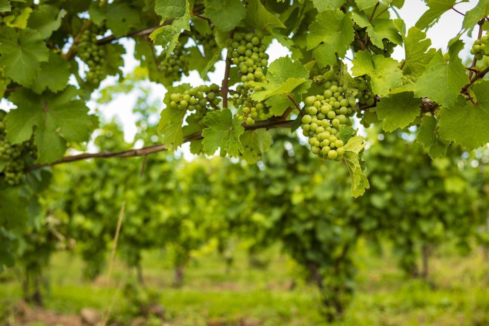 Sip Your Way Through the Seneca Lake Wine Trail
