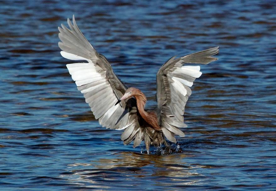 Spot Rare Species at Crocodile Lake National Wildlife Refuge and Embrace the Wild Side