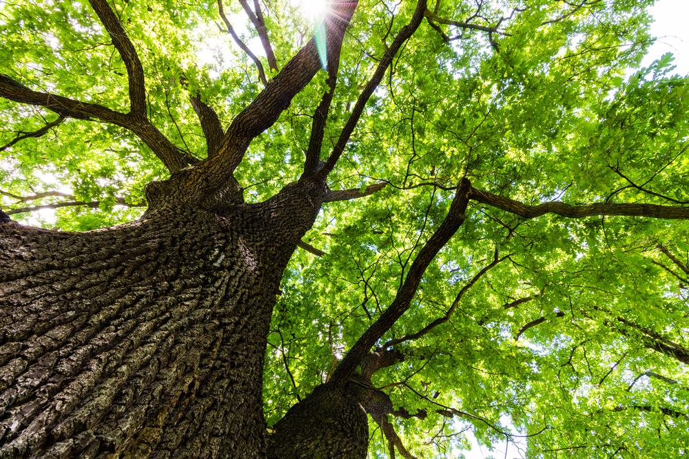 Step Into Ancient Oak Groves and Shaded Serenity at Los Osos Oaks Reserve