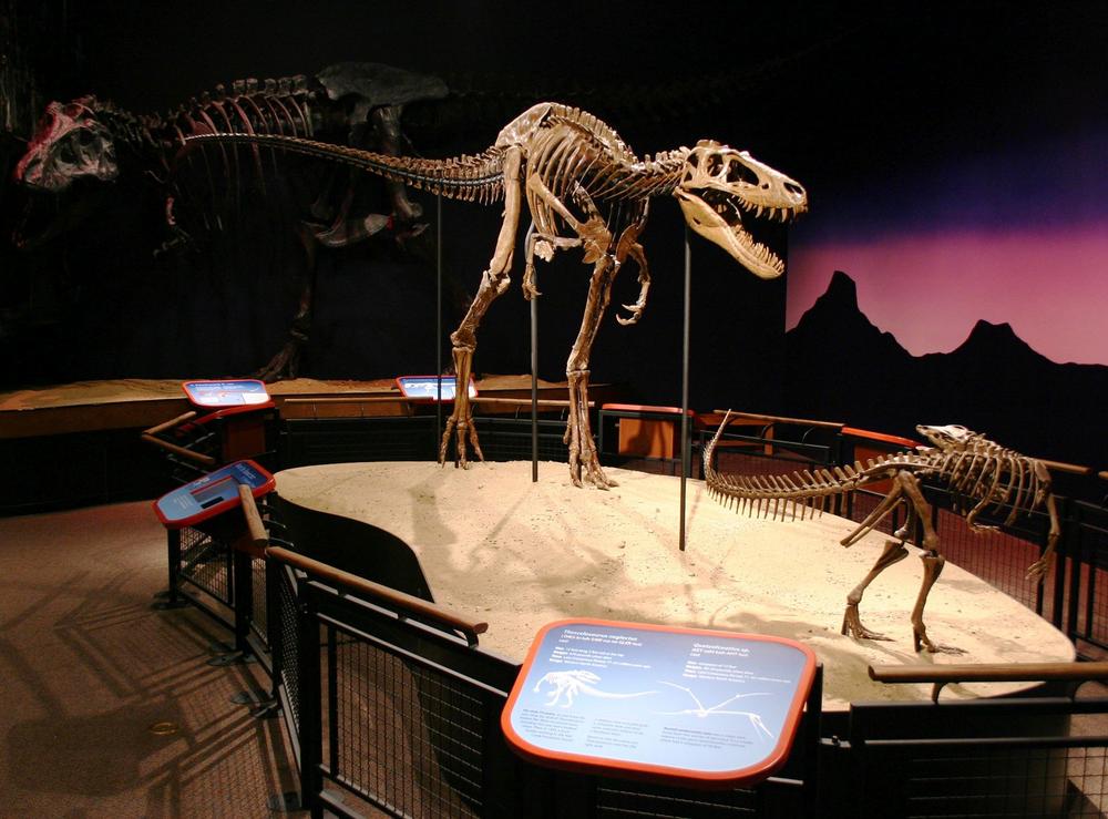 Step into Prehistoric Wonder at the Burpee Museum of Natural History