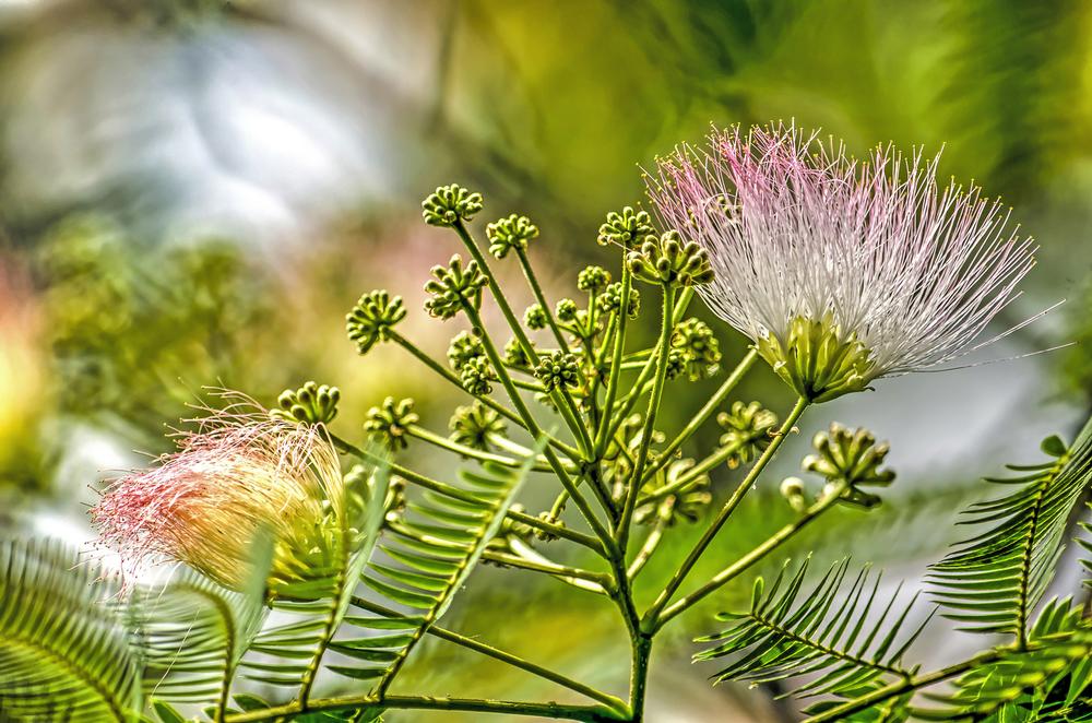 Stroll Through Blossoms and Nature Trails at Dothan Area Botanical Gardens