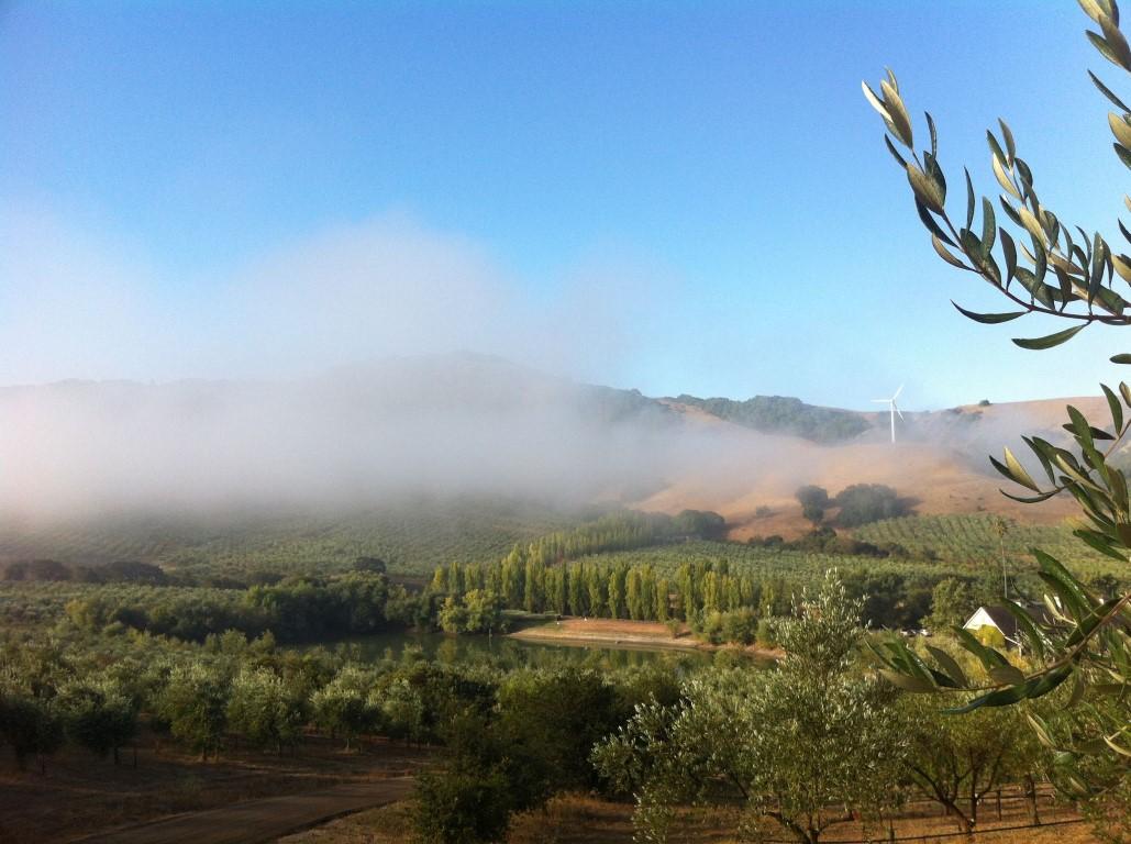 Taste Olive Oil and Relax Among Rolling Hills at McEvoy Ranch