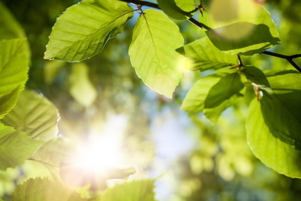 Catch Live Events and Community Vibes at The Grove at Heritage Square