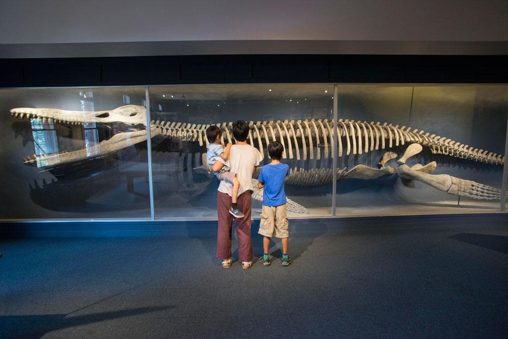 Uncover Natural Wonders at the Harvard Museum of Natural History