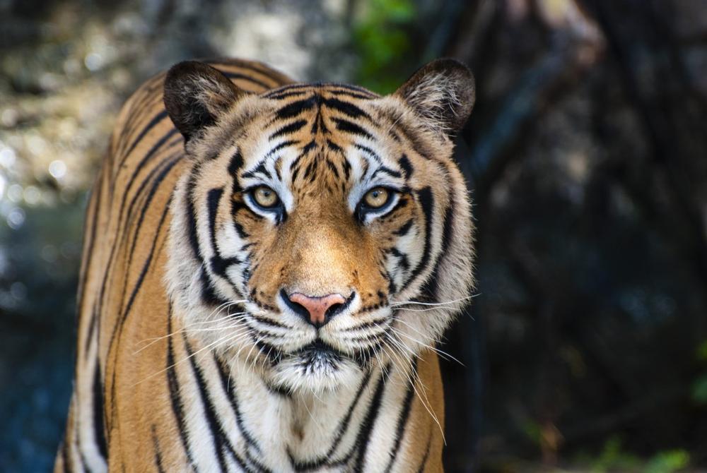 Visit rescued big cats and enjoy a unique family wildlife experience.