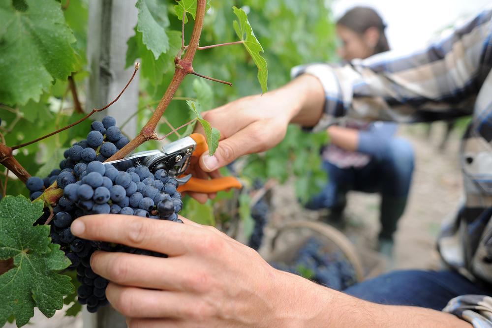 Visit Chautauqua Vineyards and Winery