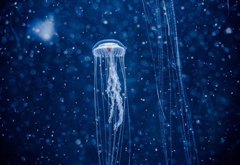 Visit the Aquarium of the Pacific