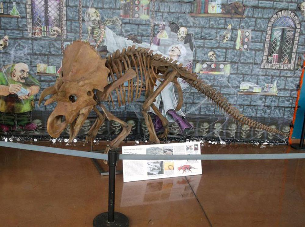 Visit the fossil museum at the Rocky Mountain Dinosaur Resource Center