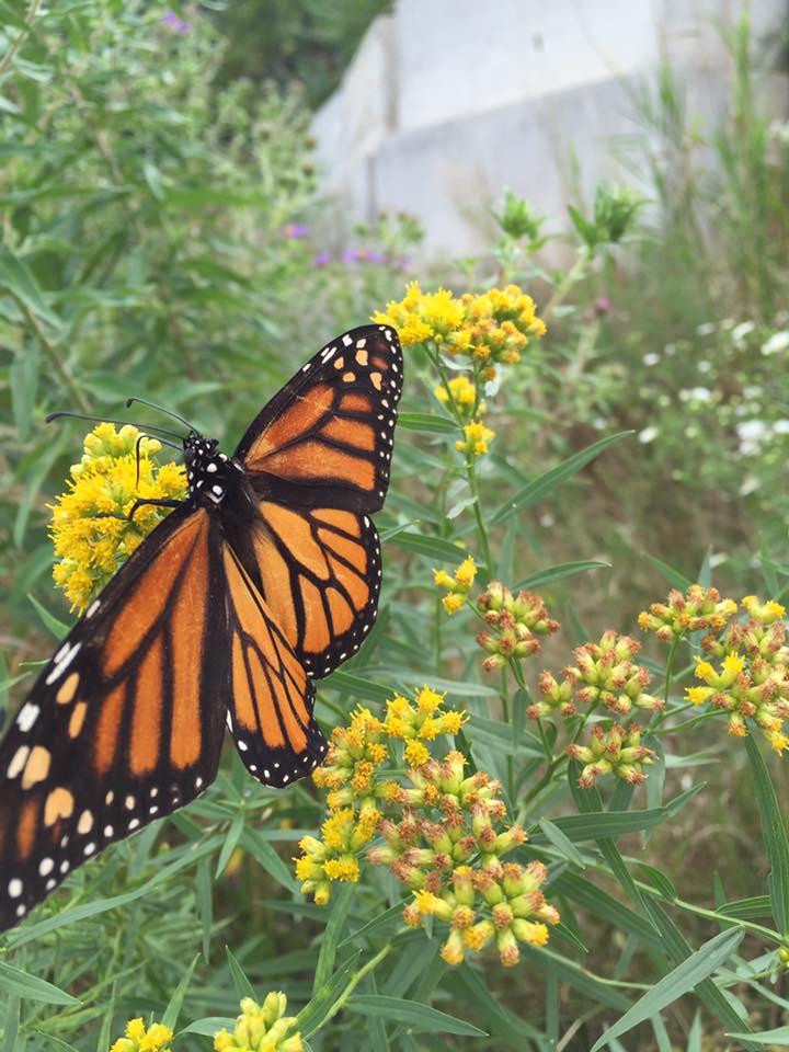 Walk Among Wings at the Butterfly Gardens of Wisconsin and Let Nature Dazzle You