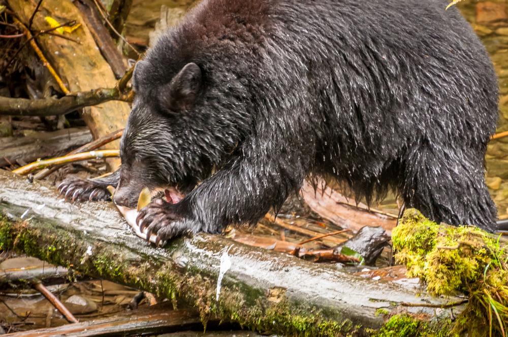 Walk Through Lush Forests and Spot Wildlife at Alaska Rainforest Sanctuary