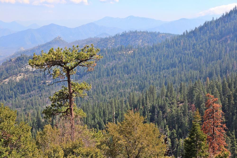 Wander Peacefully Among Ancient Trees at Giant Sequoia National Monument