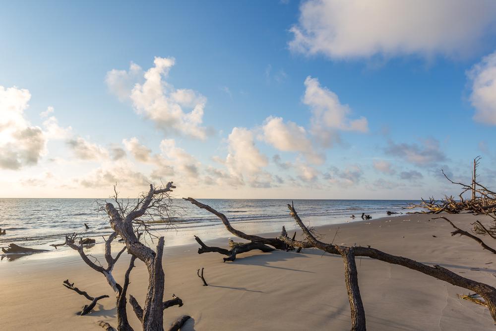 Wander Through Sculpted Shores and Natural Beauty at Driftwood Beach
