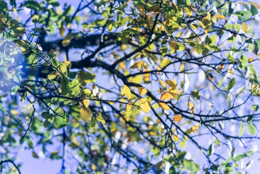 Wander Through Woodland Trails at Big Trees Forest Preserve