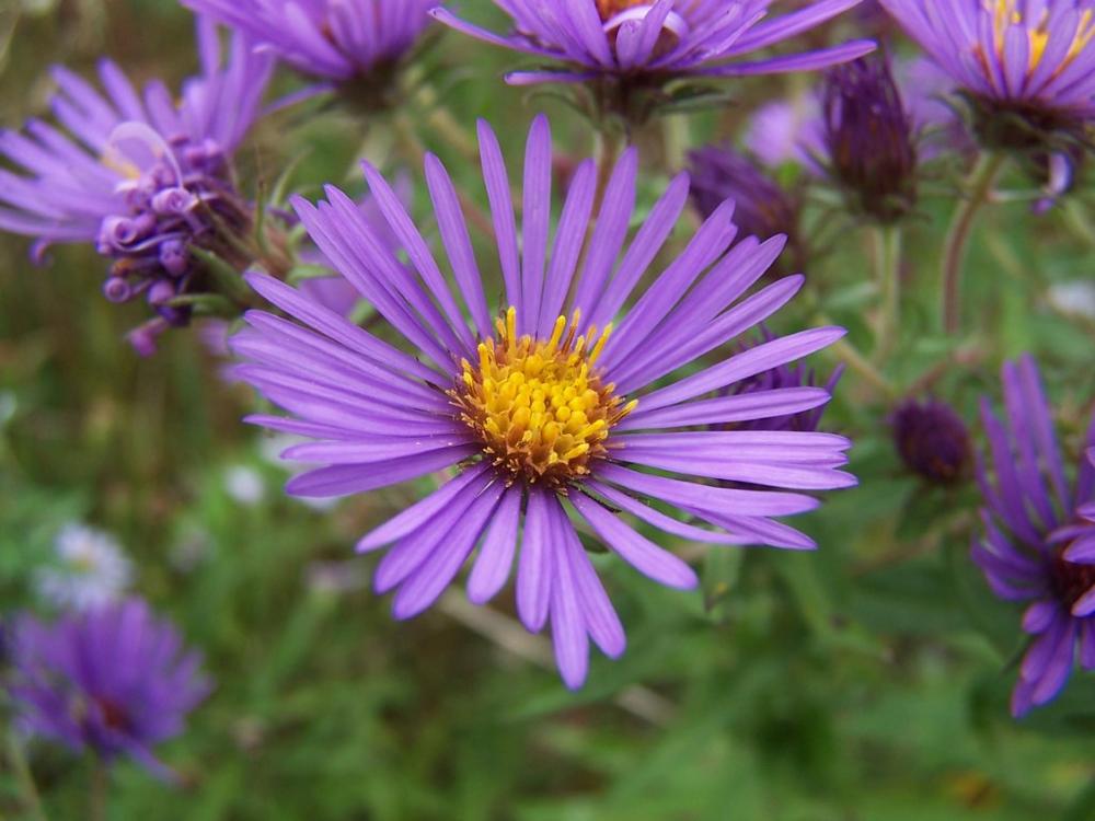 Wander Wild at Adkins Arboretum