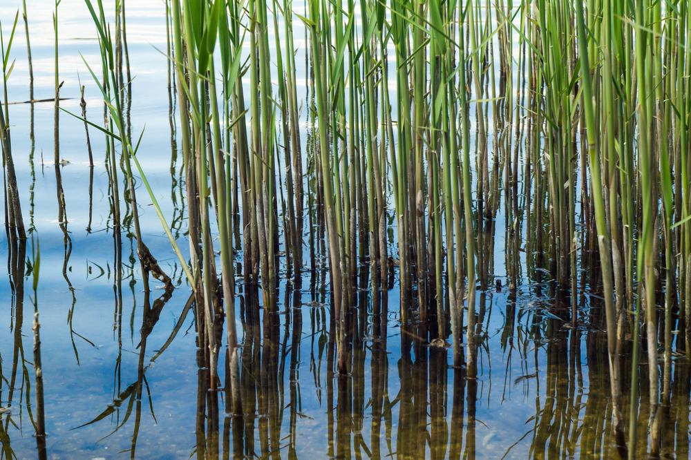 Wander Wild Trails and Lakeside Views at Mojave Narrows Regional Park
