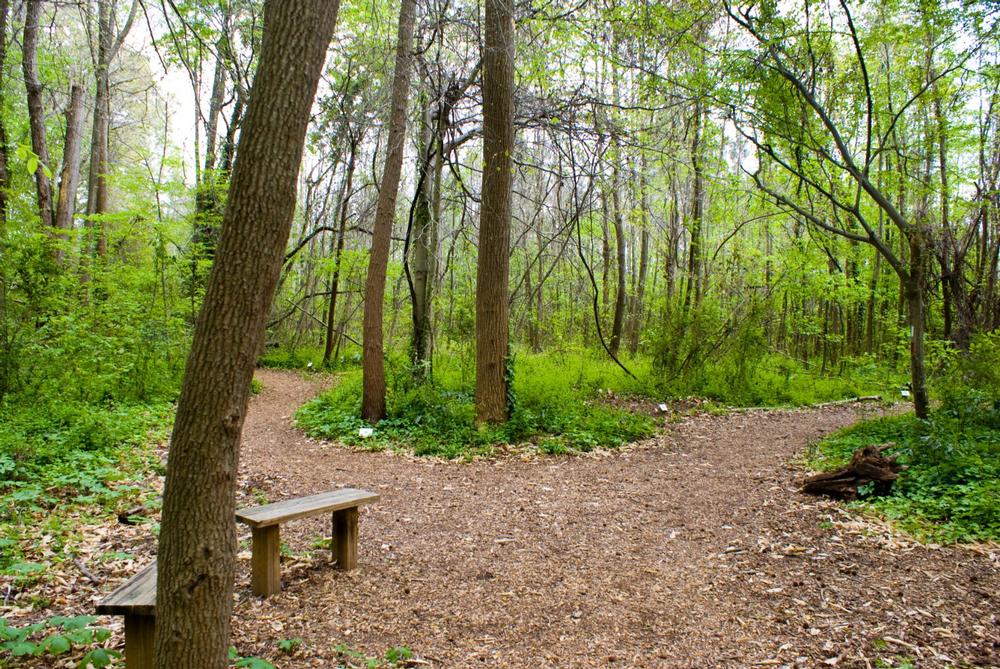 Wander Woodland Beauty at the Chesapeake Arboretum
