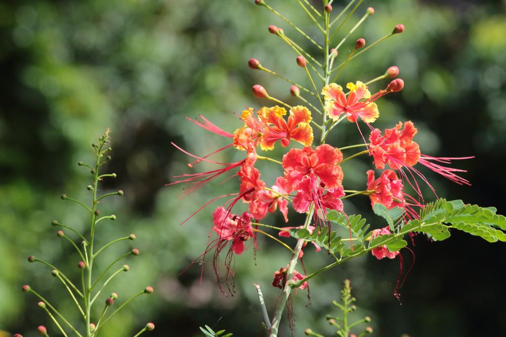 Admire the plants of Andromeda Gardens