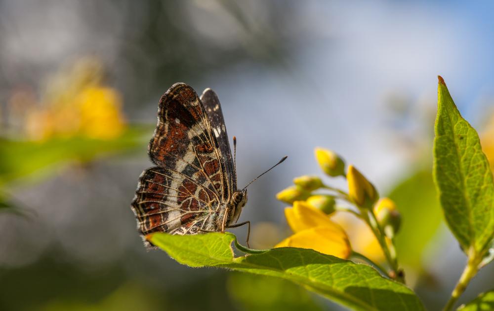Walk through tropical gardens and admire butterflies on a romantic spring visit.