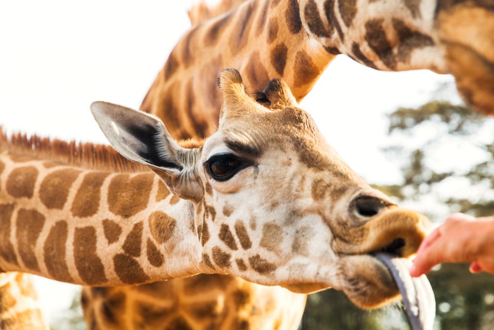 Take the kids to Safari North Wildlife Park