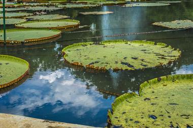 Bogor Botanical Gardens