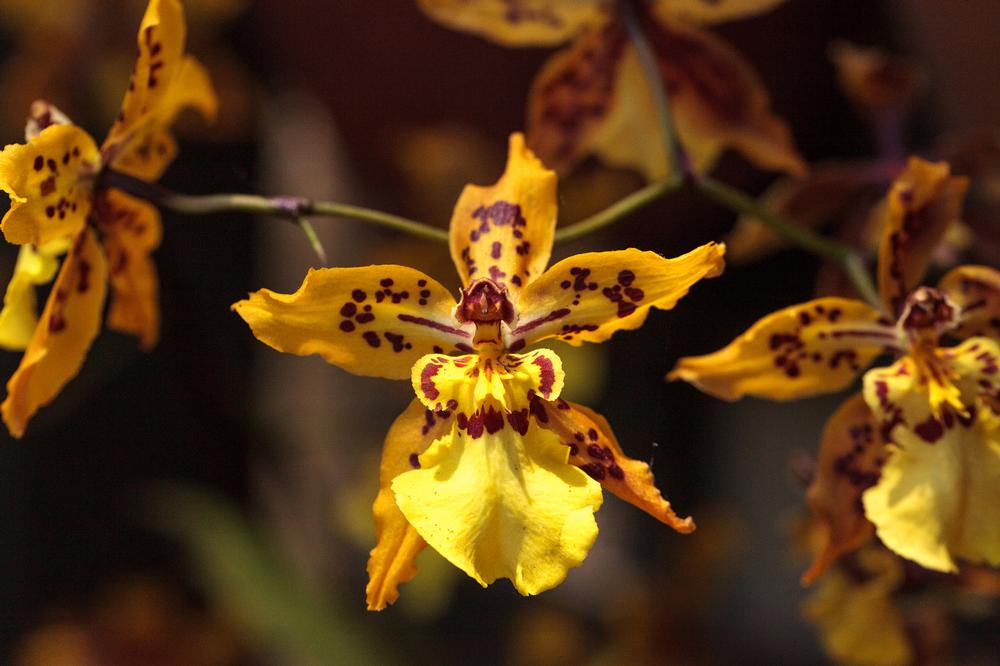 See vibrant blooms and enjoy peaceful waterfront views on a relaxing retirement outing.