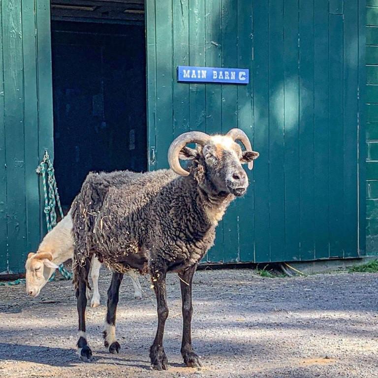 Catskill Animal Sanctuary