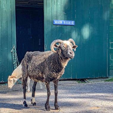 Catskill Animal Sanctuary, Saugerties, New York