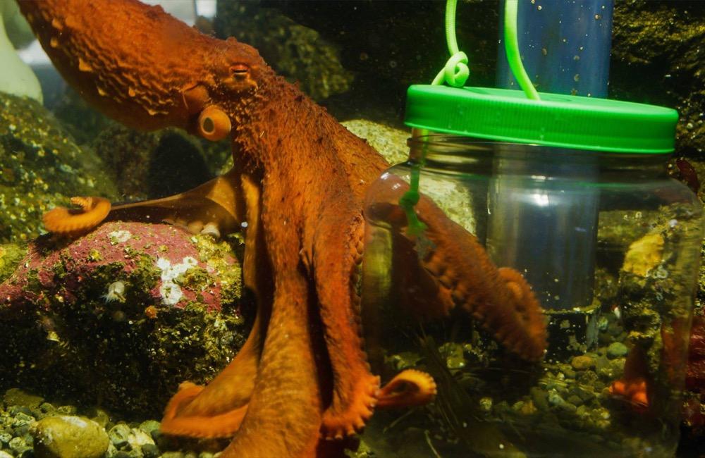 Dive into Discovery at the Port Townsend Marine Science Center (PTMSC)