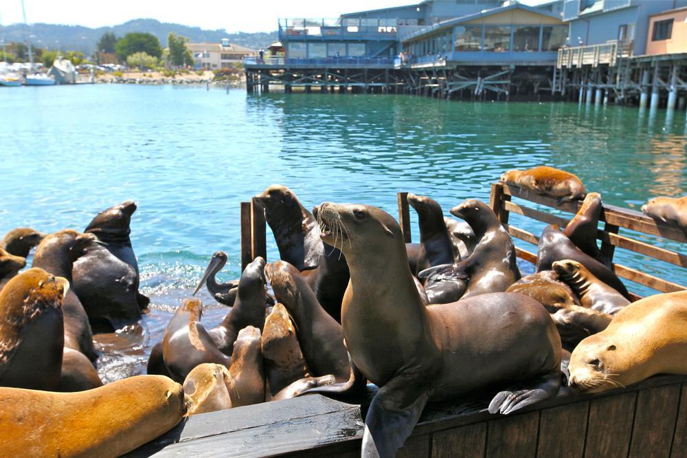 Dive Into Marine Wonders at the Monterey Bay Aquarium