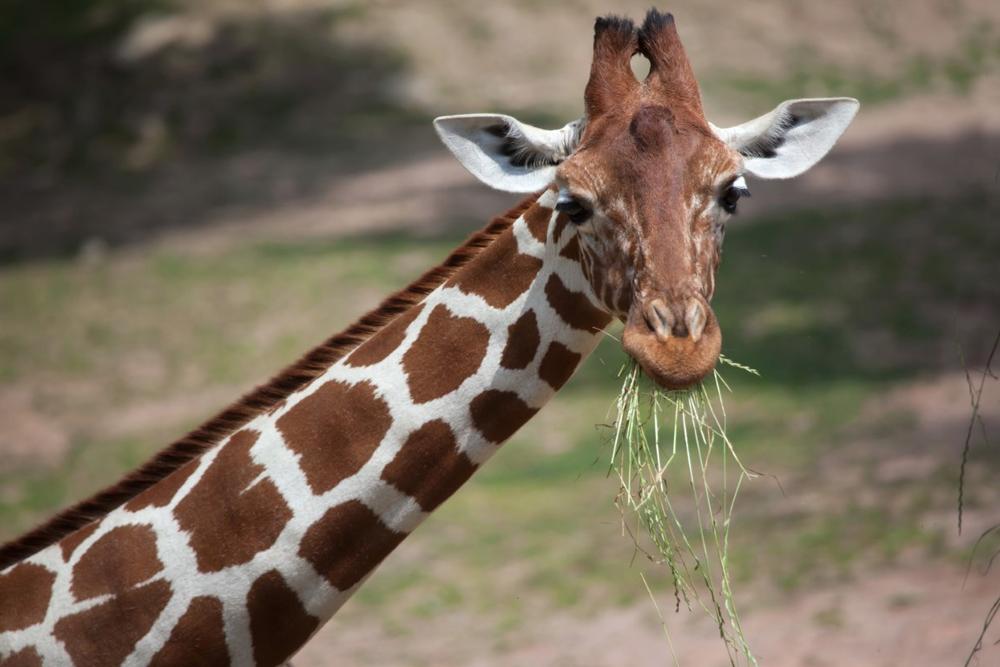 Encounter Wildlife Up Close at Exotic Resort Zoo