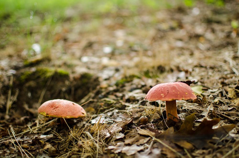 Explore Nature Trails and Wildlife Exhibits at Kreher Preserve and Nature Center